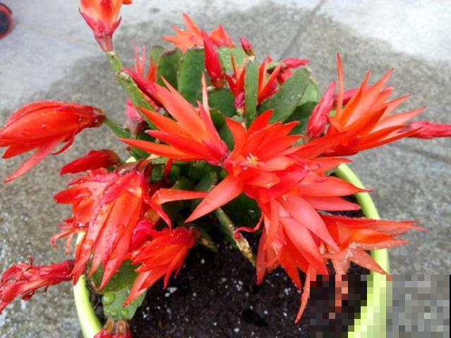 真昙花一次开一两朵，假昙花却能开100朵，怪不得都去抢这假货！
