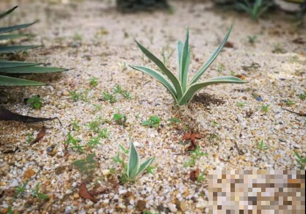 你家龙舌兰快开花了？赶紧剪掉，要不然它小命不保可别哭！