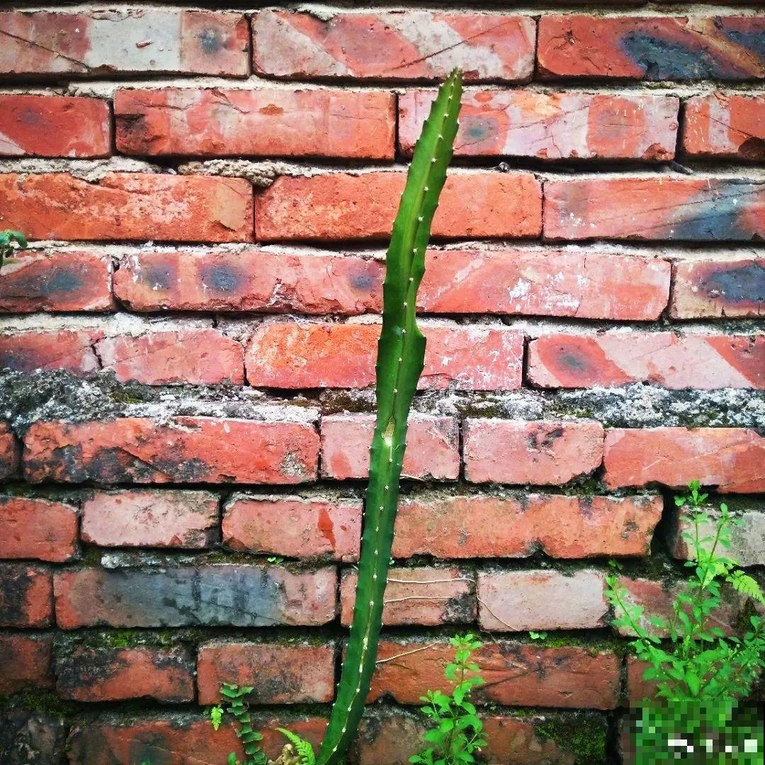 养花种菜，连墙缝都不放过，满墙多肉，羡煞旁人！