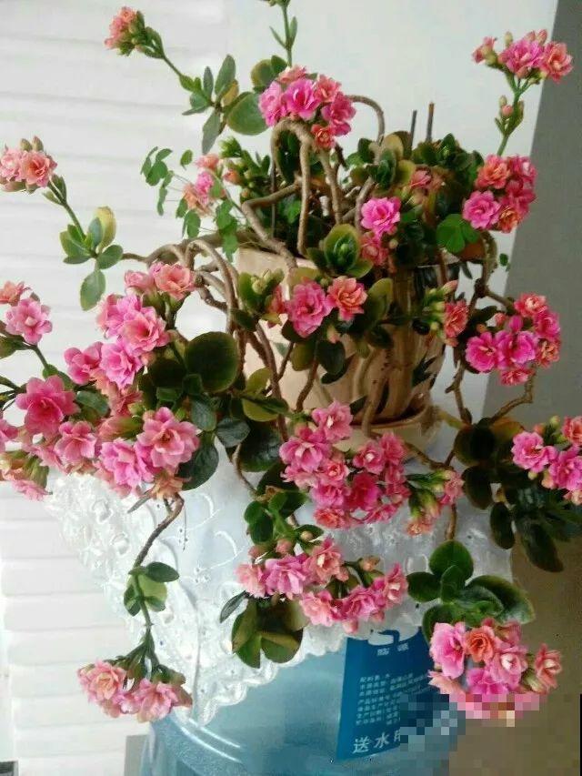 入秋就养这种花，剪一刀满头冒花苞，一开大半年！