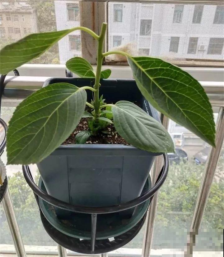 家里养这花，8月底必须剪，不然明年甭想赏花啦！