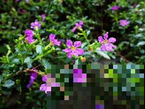 这花偏偏喜欢湿热，一茬接一茬的开，第一眼还以为是满天星！