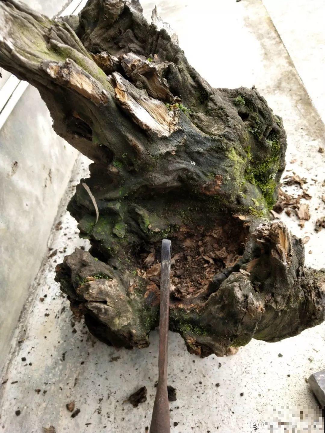 山上捡个大树桩，火烤一遍种多肉，3天服盆1年变老桩！