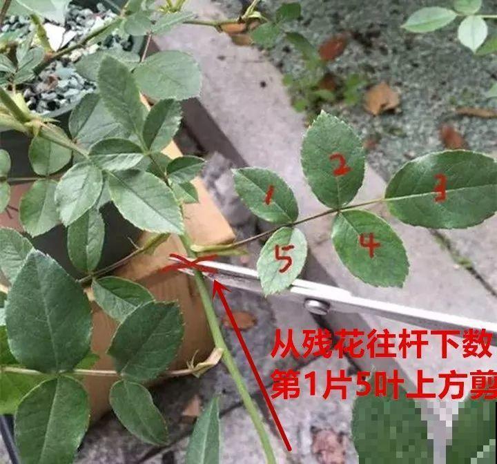 8月养花，头等大事就是修剪，剪的及时，明年坐等爆花！