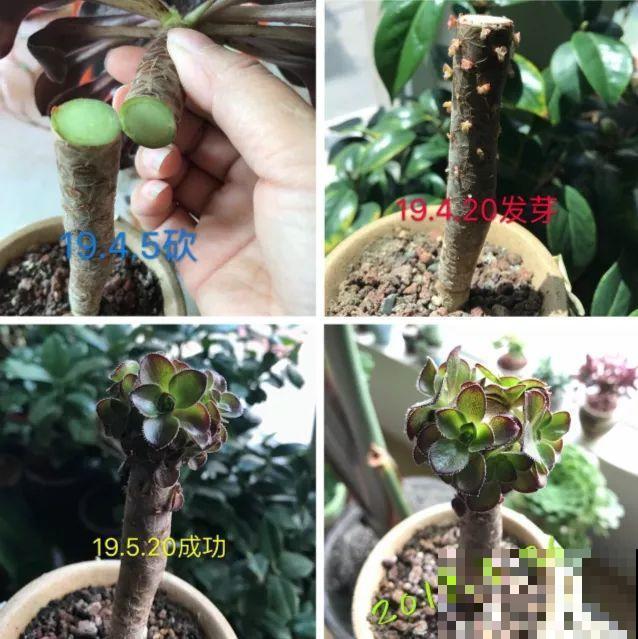 多肉秋天砍一刀，密密麻麻冒侧芽，一个月就挤爆盆！