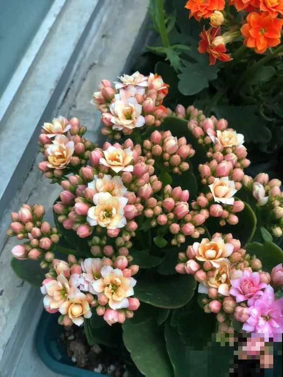 别人家的长寿花，一到秋天就开爆盆，差在哪？