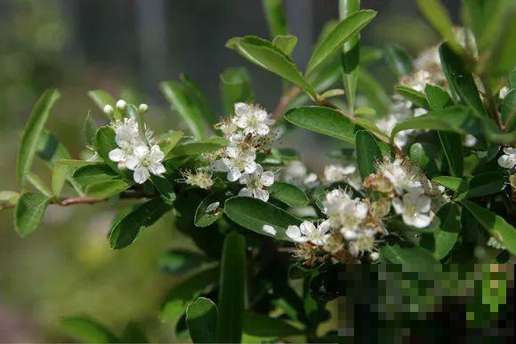 公认难养的花，他花10年时间养成盆景，价值翻倍！