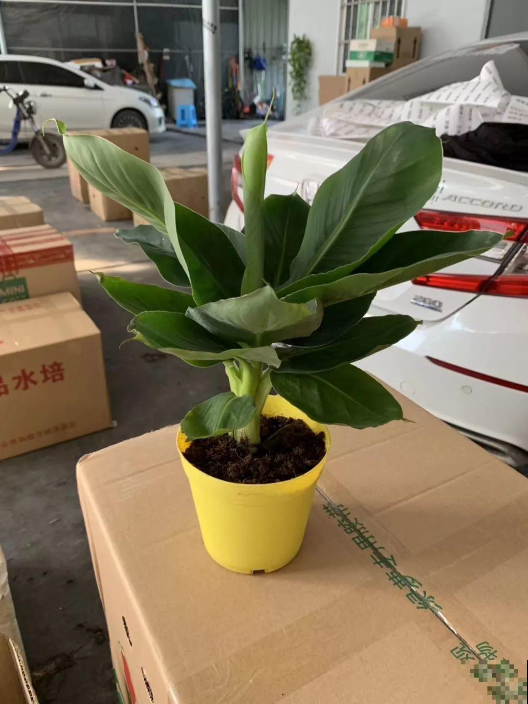 比绿萝还耐阴的花，叶子亮得像打蜡，摆客厅上档次！