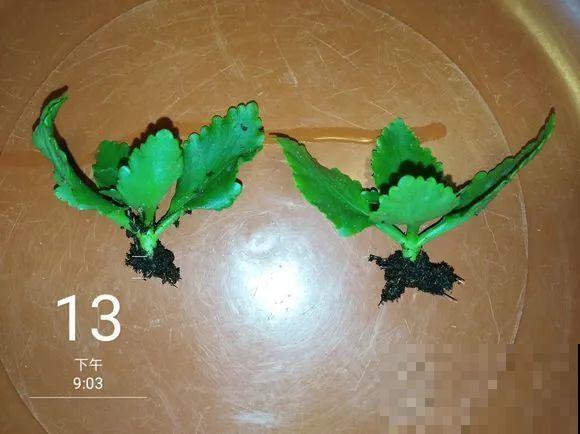 入秋就养这种花，剪一刀满头冒花苞，一开大半年！