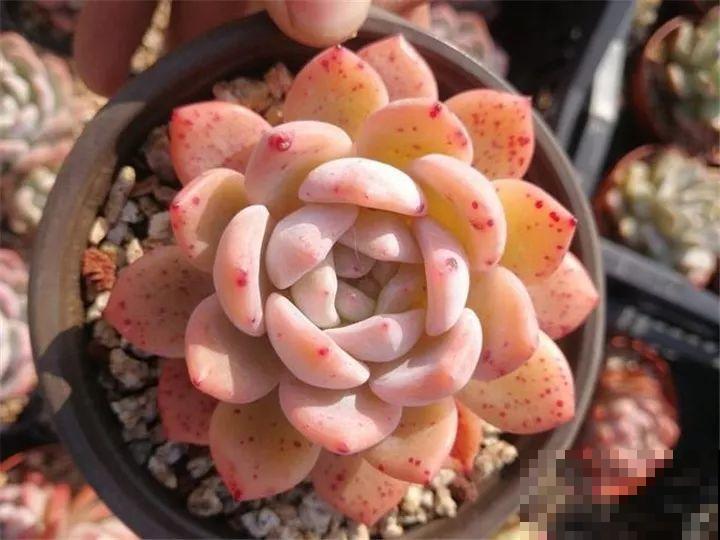 夏天即将过去，买肉也就买这20种，新手和老司机都适合！