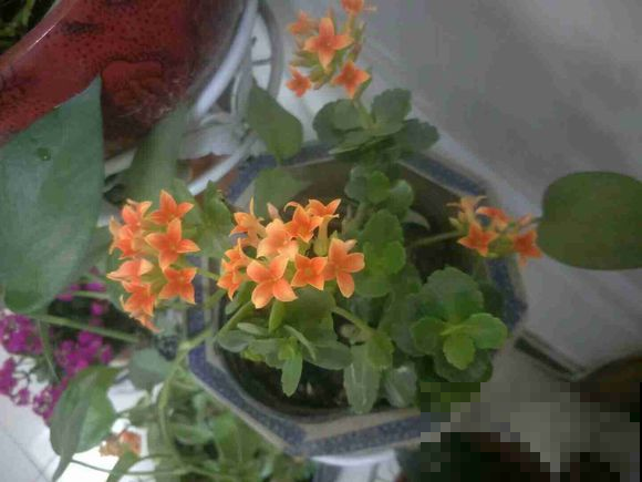 长寿花越养越瘦？立秋之后，就别再饿着人家了！