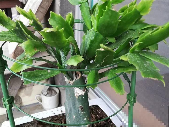 现在扦插最好活，这8种花，插多少活多少！