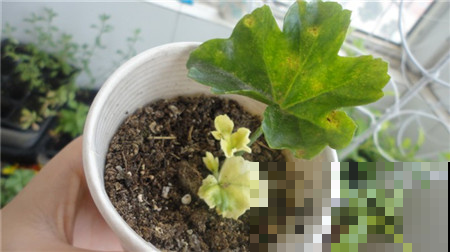 花钱买这花的真是亏大了，明明揪片叶就能长满家，立马退货去！