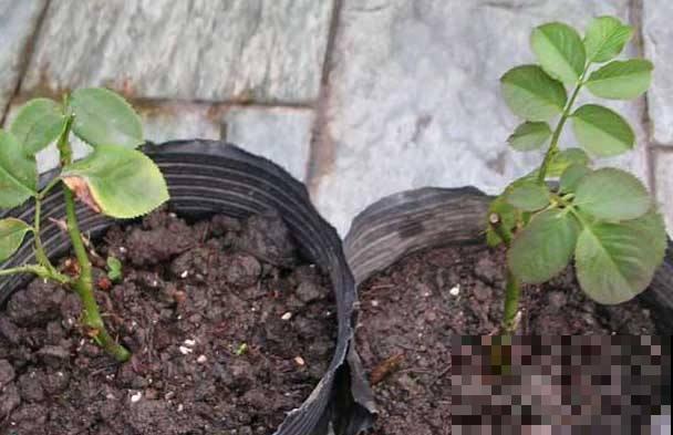 月季剪根枝，一年四季都能活，新手养花不再愁！