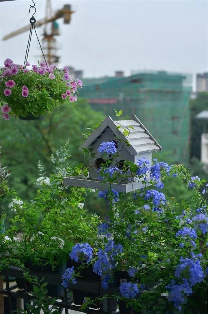 能开花的绿萝，一年四季开不败，这花养着真省心！