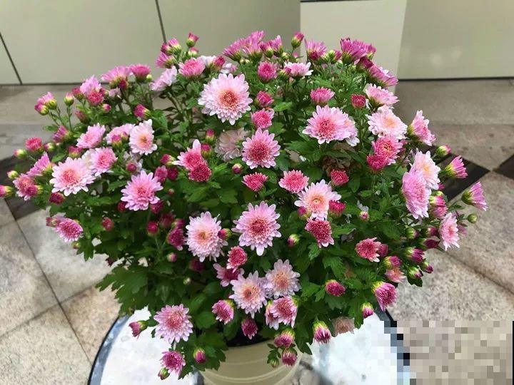 8月养花，头等大事就是修剪，剪的及时，明年坐等爆花！