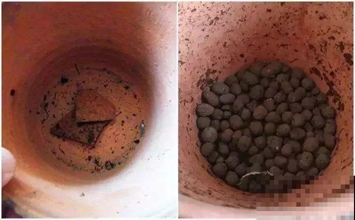 这花开在雪地里，零下20度冻不死，年年爆球一大堆！