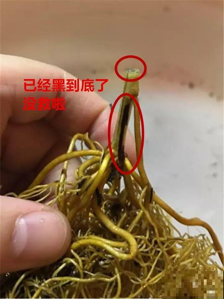 这10种花，年年收空盆，没点经验还真不敢养！