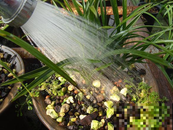 家里的花为什么总是养不活，那是因为你的浇水技巧不对！