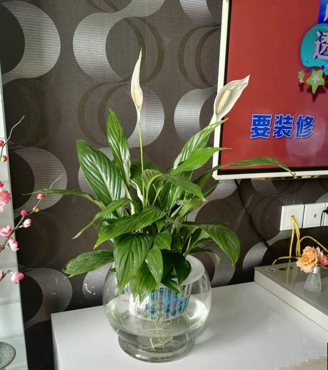 这12种花，夏天直接扔水里，蹭蹭长个开花拦不住！