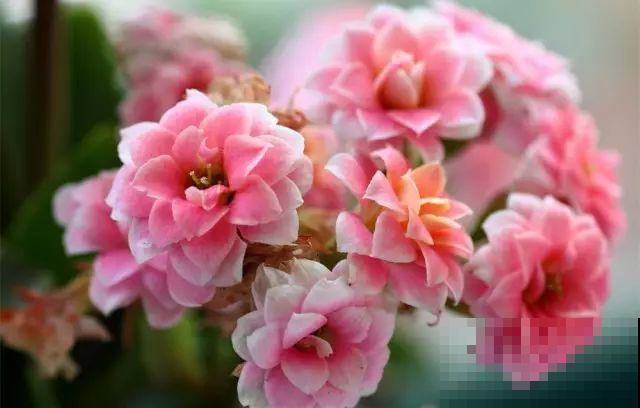 长寿花咋还不开呢？赶紧关进小黑屋，两天憋出一脑袋大花苞！