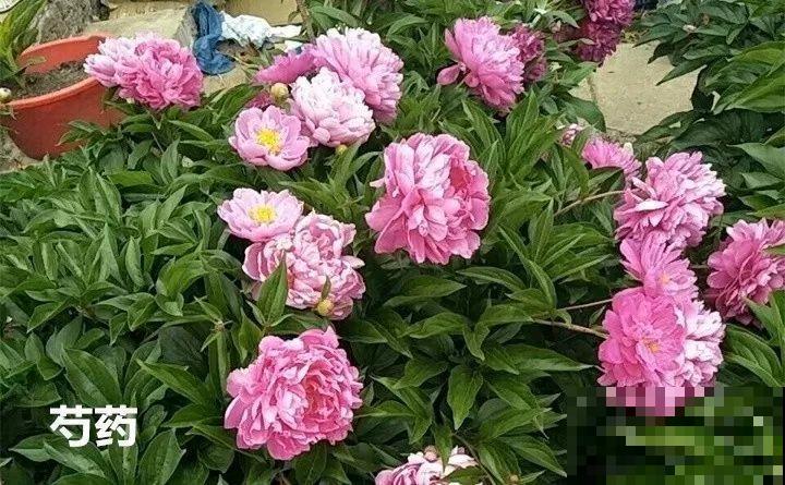 10种以假乱真的花，买花时睁大眼，免得被骗！