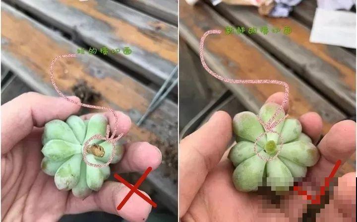 多肉养护大总结，这7点学会了，啥肉都能养得活！