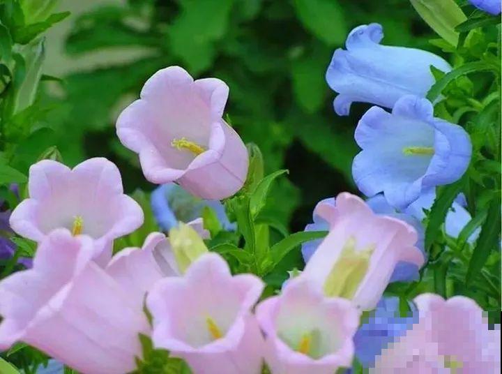 秋天养这30种花，能开200天，让你一次看个够！