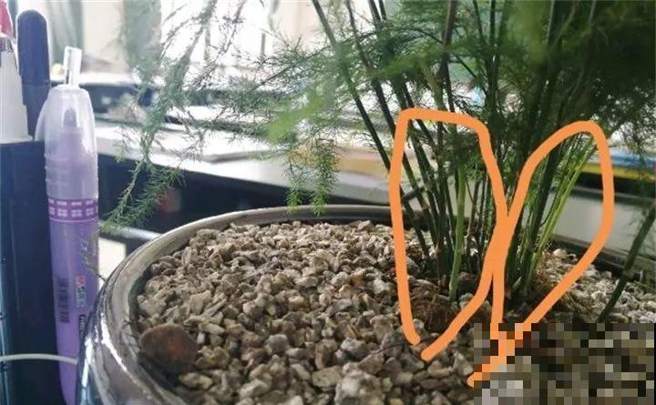 给花浇点它，新芽直冒挡不住，只能换大盆了！