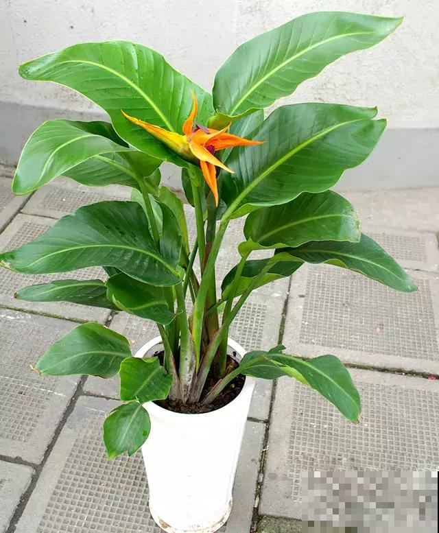 家居绿植你都知道吗？轻松一养，让你的家提高一个档次！