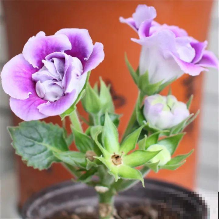 这6种花都有一个不能淋雨的习惯，长斑不说，整株都会烂掉！