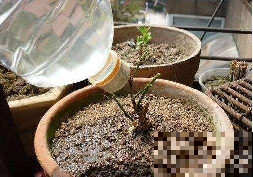 土壤一板结，花就全完蛋，掌握这三招再板结花也呼呼长！