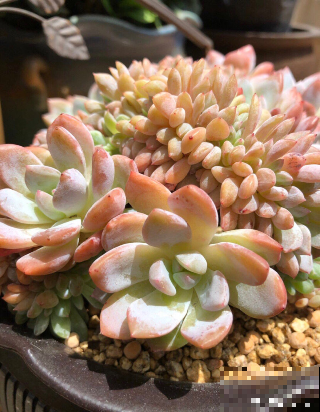 入秋迎来多肉天堂，这么养分分钟像化了妆，红艳到意想不到！