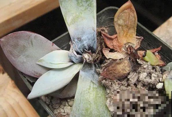 他辞职在家建多肉大棚，最后欠了一屁股债，到底为啥？