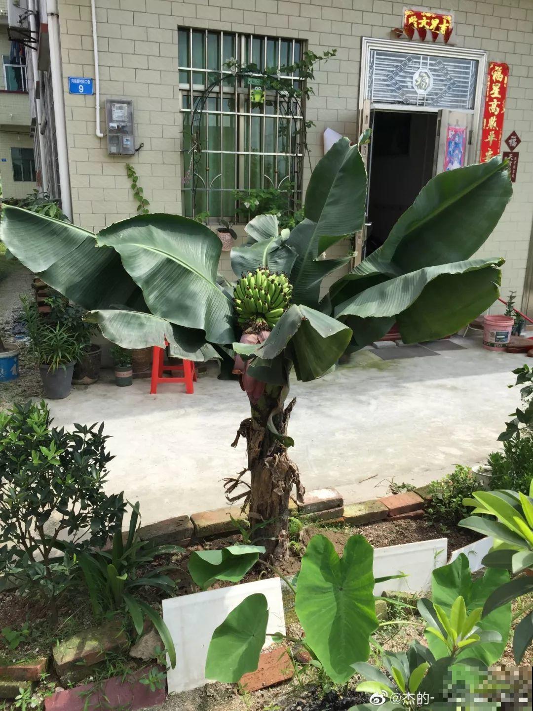 比绿萝还耐阴的花，叶子亮得像打蜡，摆客厅上档次！