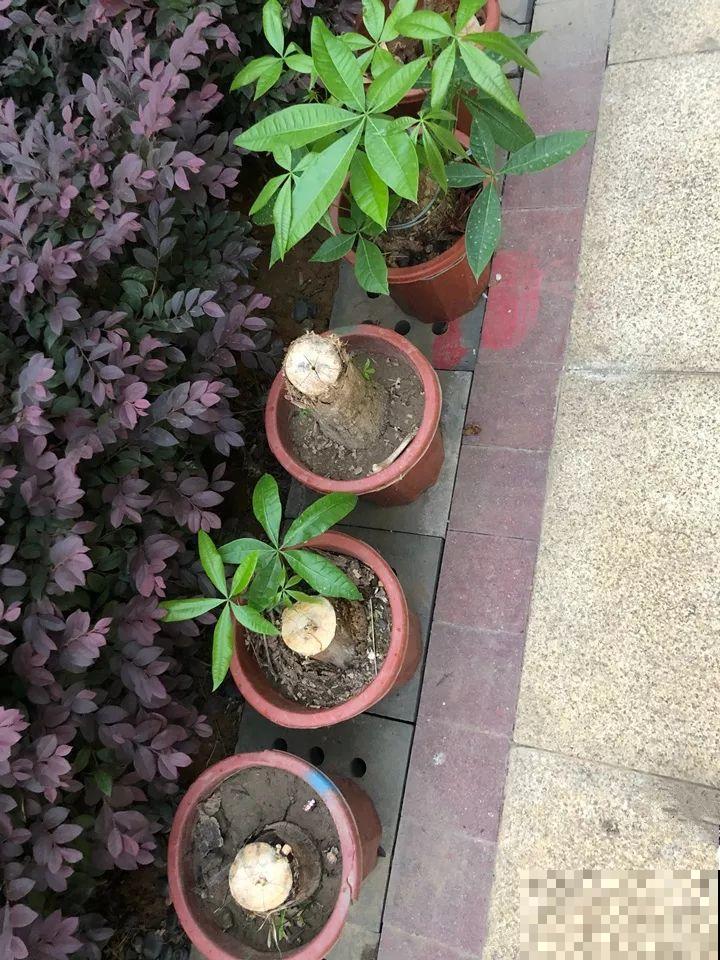 这10种花，年年收空盆，没点经验还真不敢养！