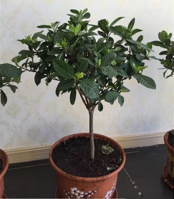 这8种花，拿棍子一绑凹个造型，身价嗖嗖往上翻！