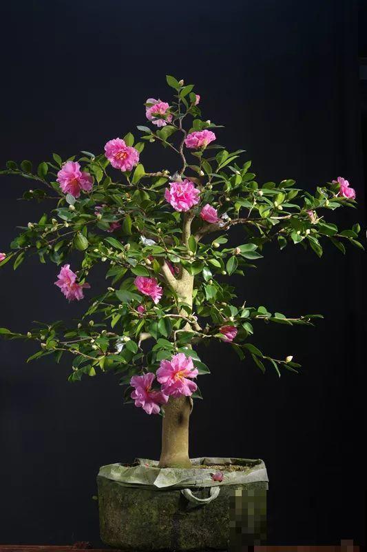 公认难养的花，他花10年时间养成盆景，价值翻倍！
