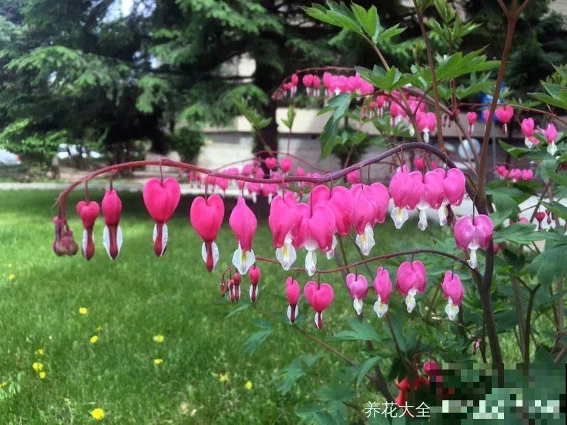 10种花最娇贵，开花如美人，看见就想搬回家！