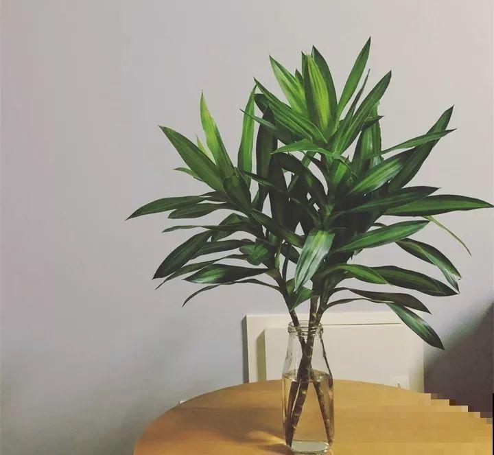 80种耐阴花，光线不好照样养的活，新手的救星！