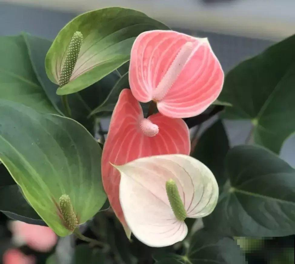 这花耐阴又吉祥，一片叶子巴掌大，比绿萝耐看多了！