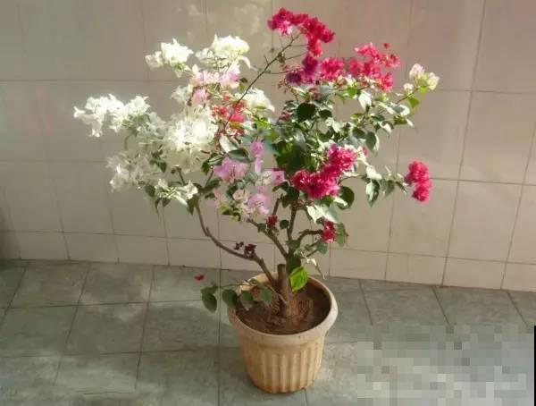 家里的花为什么总是养不活，那是因为你的浇水技巧不对！