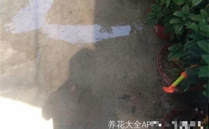 梅雨季节，正是扦插好时候，来年都不用买花了！