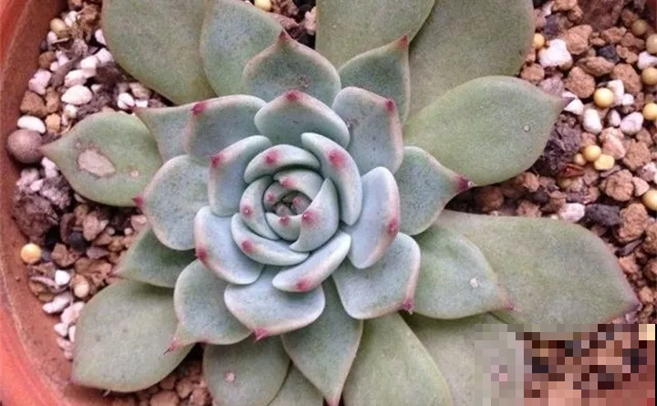 多肉咋变成一张饼？原来是因为这原因，赶紧改正还有得救！