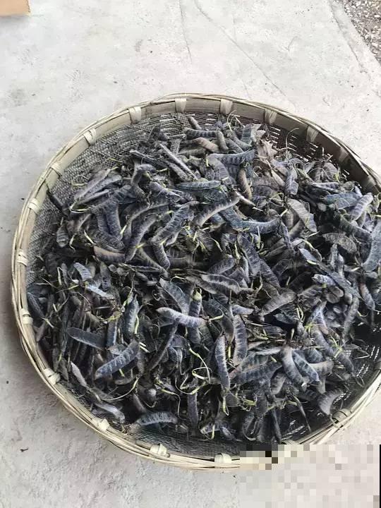 这花开得像是小风铃，一串接一串，好养好看，年年还能结种子！