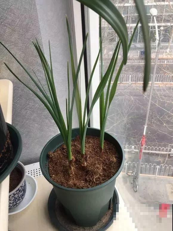 2块钱的便宜花，沾土能开大半年，冬天再冷也冻不死！
