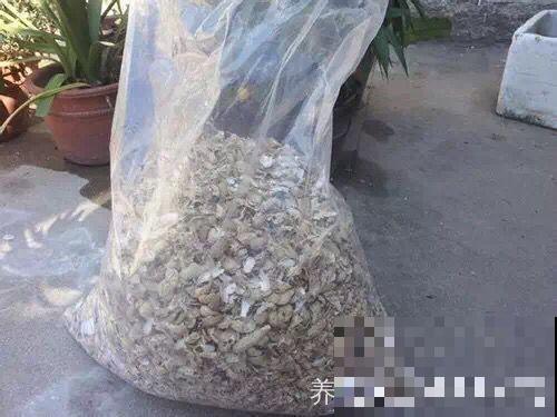 土里加点料，找个袋子捂一捂，秋天给花用了疯长狂开花！