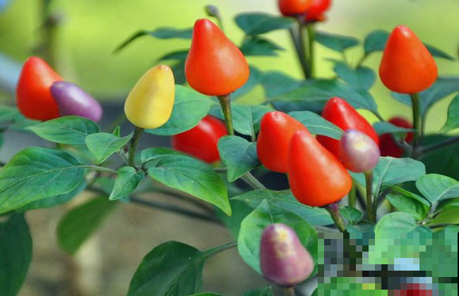 她家菜园咋比花园还美？这几种菜种盆里，五彩斑斓比花娇！