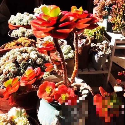 还有巴掌大的红梅？四季盛开红似火，原来是这么回事！