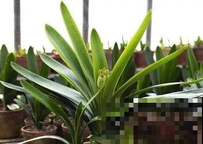 秋天说来就来，这花睡饱了一个夏天，是时候栽盆里了！